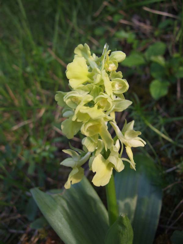 Orchis pallens